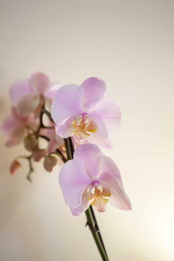 Narciso Centralissimo 산레모 외부 사진
